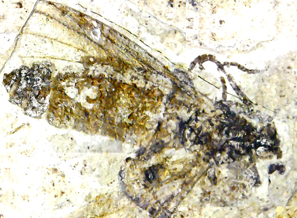 Fossil Fly from the Florisant Fossil Quarry.
