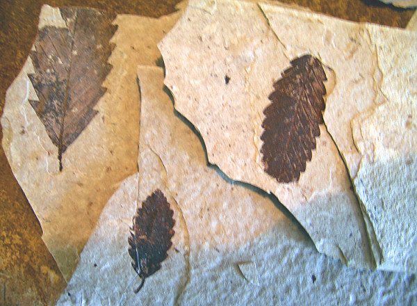 Florisant Fossil Leaves